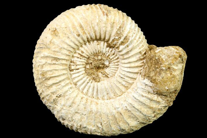 Jurassic Ammonite (Perisphinctes) Fossil - Madagascar #161743